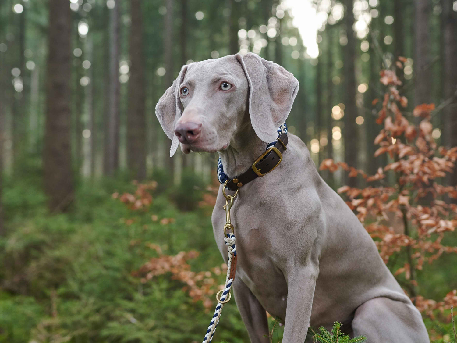 5 Tipps für mehr Nachhaltigkeit mit Hund - so verkleinere ich den ökologischen Pfotenabdruck