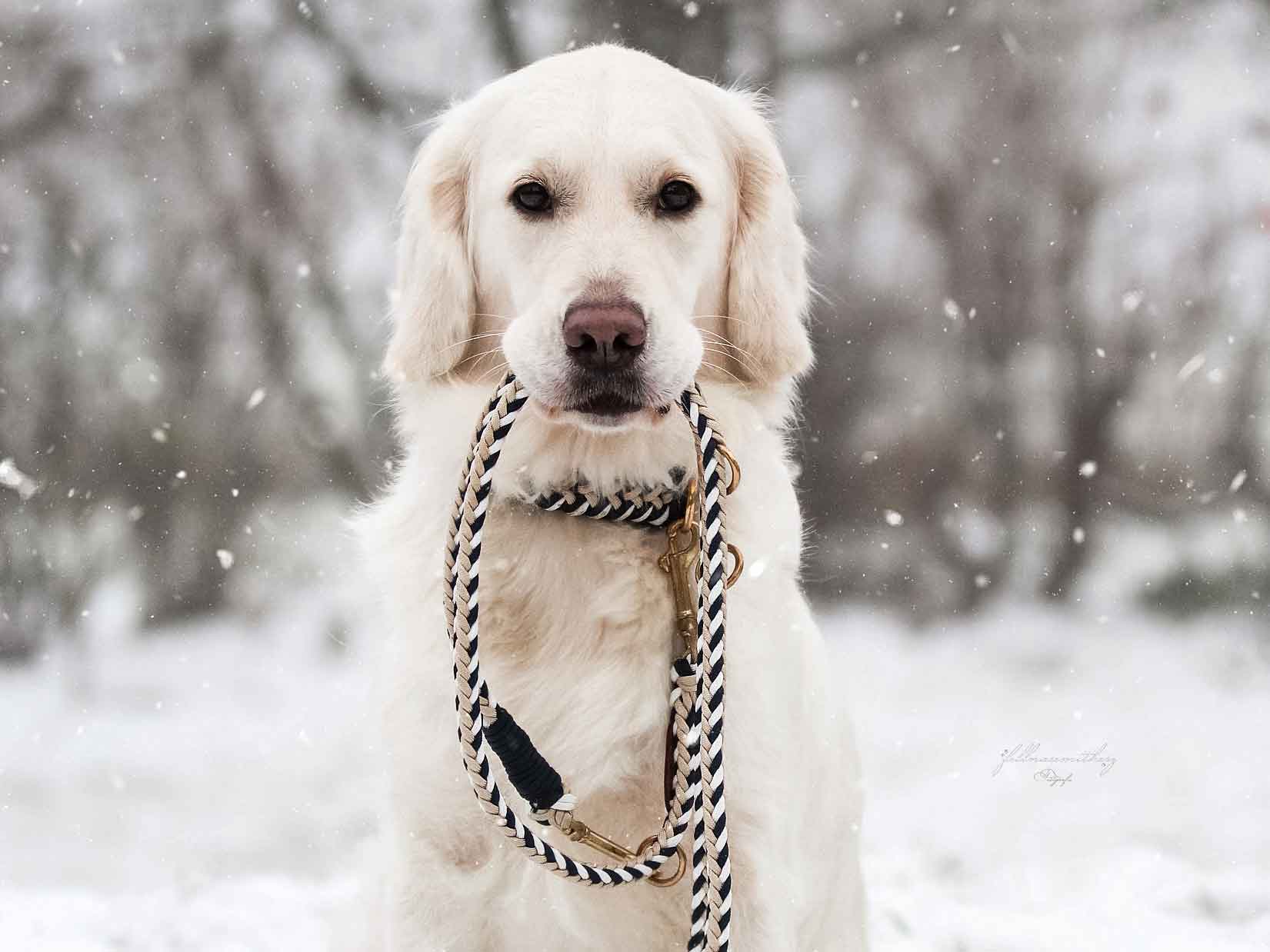 Urlaub mit Hund in Winter