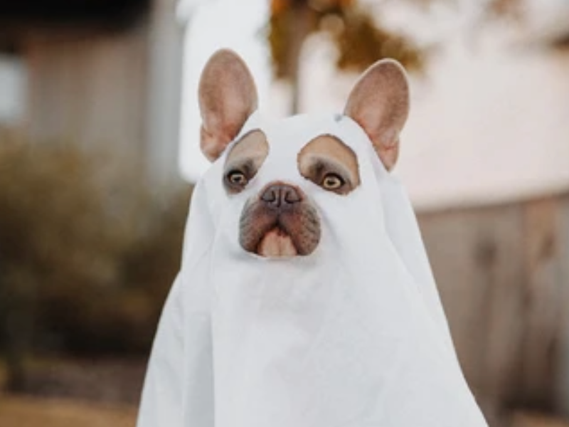 Halloween Kostüme Hundebesitzer