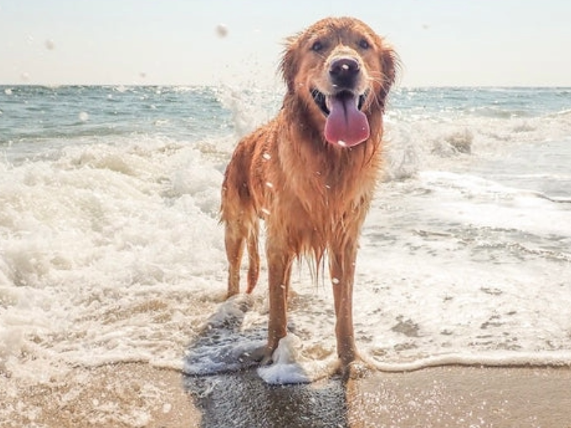 Sicherheit beim Schwimmen mit dem Hund