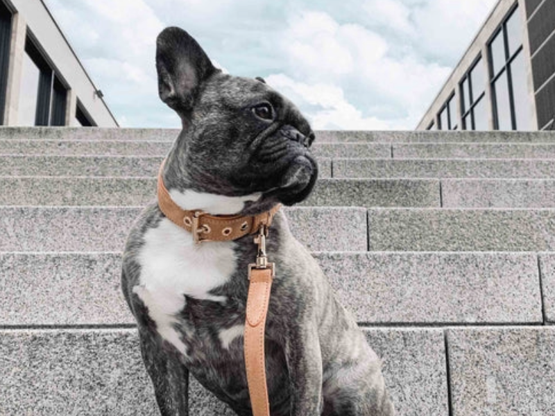 Französische Bulldogge mit William Walker Hundehalsband und Hundeleine aus Leder