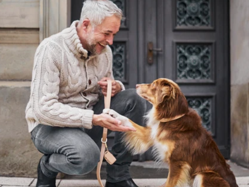 Erstaunliche Fakten über die Intelligenz von Hunden