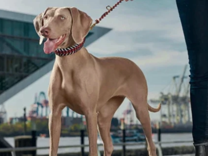 Weimaraner Breed Profile William Walker