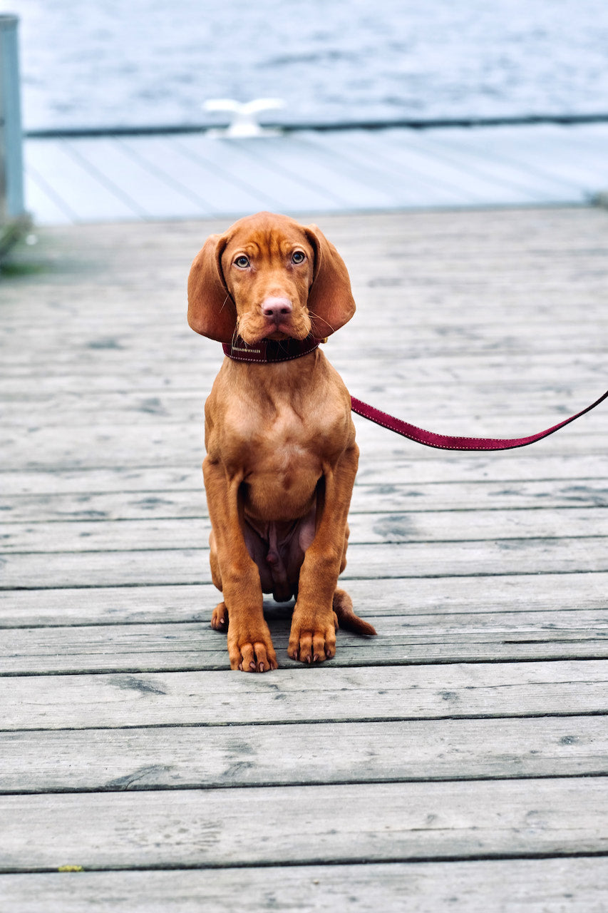 Vizsla Puppy - Breed Profile Magyar Vizsla