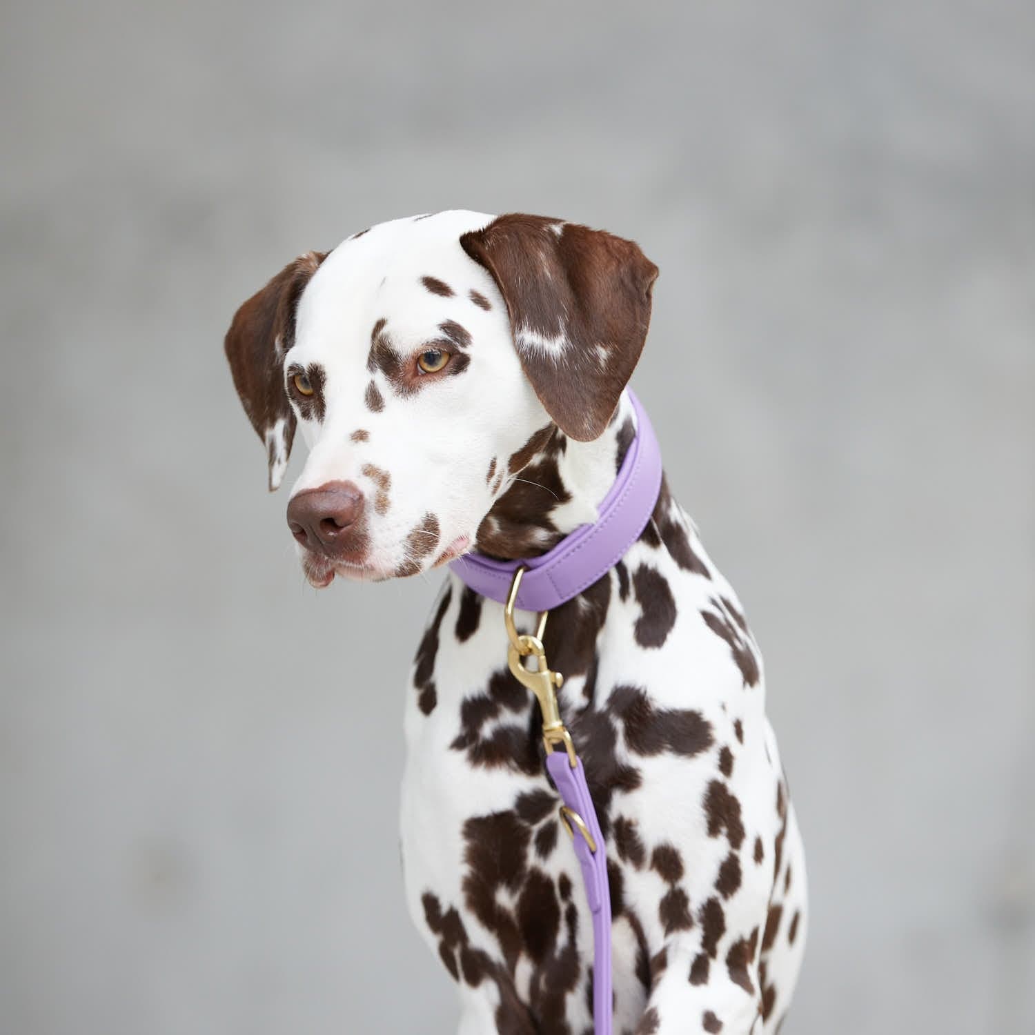 William Walker Hundehalsband Lavender