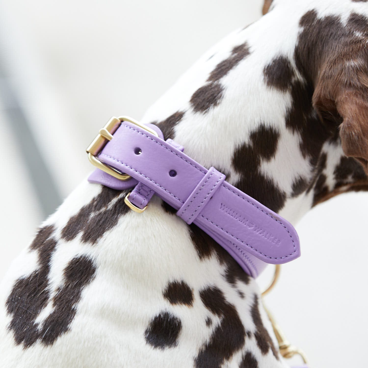 William Walker Hundehalsband Lavender